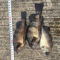 早朝メバリング